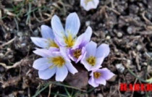 Gümüşhane'de Kardelenler Baharın Coşkusunu Getirdi