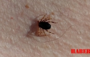 Havalar ısındı, yılın ilk kene vakası görüldü