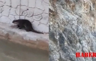 Gümüşhane'de su samuru ve yaban keçisi görüntülendi