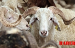 Gümüşhane'de Kurban Bayramı'na Dikkat! Yetkililer Kurallara Uymayanları Uyardı