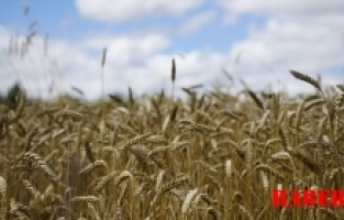 Kelkit’te buğday hasadı başladı, yağışlar rekolteyi olumsuz etkiledi