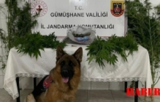 Kelkit’te Jandarma’dan uyuşturucu operasyonu