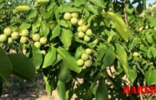 Bir Ceviz Tanesine Hayatınızdan Olmayın!