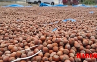 Fındıkta zorlu Mesai; Kürtünde Toplayıp Gümüşhane'de Kurutuyorlar