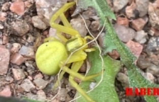 Gümüşhane'de Nadir Görülen Sarı Yengeç Örümceği Keşfi