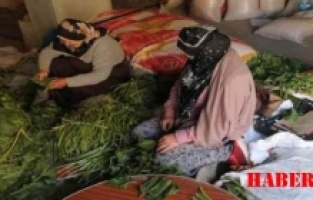 Kelkit'te Kış Hazırlıkları; Geleneksel Yöntemlerle Turşu ve Konserve Yapımına Başlandı