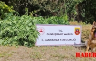 Kelkit'te Uyuşturucu Operasyonu: Kenevir ve Silaha El Konuldu