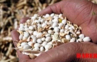 Kelkit’in coğrafi işaretli şeker fasulyesinin hasadı sürüyor