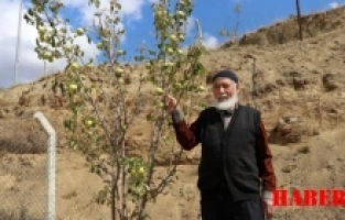 Sonbaharda baharı getiren armut ağacı görenleri şaşırtıyor