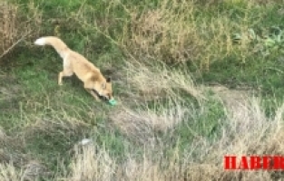 Gündüz Vakti Şehir Merkezine İnen Tilkinin Plastik Top Parçası İle Oyunu Kameralara Takıldı