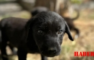 Torul Gençlik Merkezi’nden Hayvanları Koruma Günü Etkinliği