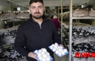 Genç girişimci mantar üretim tesisiyle kentin mantar ihtiyacını karşılıyor