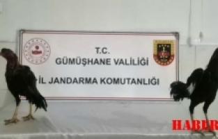 Horoz dövüştüren 3 şahıs yakalandı