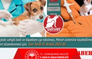 Kedi ve köpekler 31 Aralık tarihine kadar kimliklendirilecek