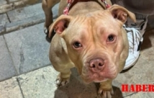 Yasaklı ırk köpek gezdiren şahsa 76 bin TL ceza