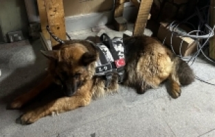 Gümüşhane'de ağızlıksız köpek gezdiren şahsa 6 Bin 923 TL ceza