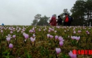 Gümüşhane’de mor sümbüller arasında unutulmaz bir yürüyüş