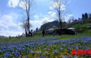 “Mavi Yıldız” çiçeklerini görmek için 11 kilometre yürüdüler