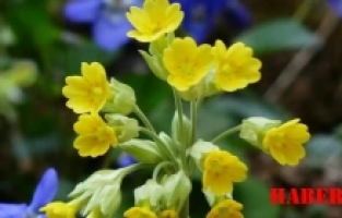 Tutya’nın şifalı sırları araştırıldı