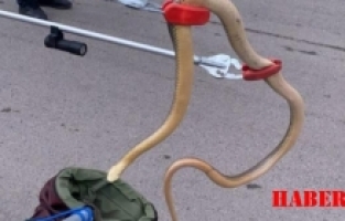 Gümüşhane’de 2 metrelik yılan yakalandı