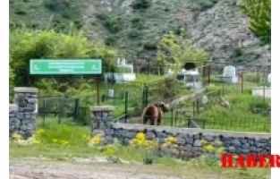 Gümüşhane’de gündüz vakti şehrin merkezine inen ayı görüntülendi