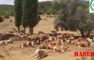 GÜDAP’tan Yaylalardaki kaçak yapılaşmaya tepk