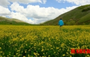 Gümüşhane'de sarı çiçeklerin büyülü dansı başladı