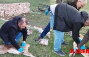 Gümüşhane'de yaban keçisi kalp masajıyla hayata döndü