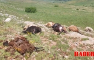 Kelkit’te sel ve yıldırım 19 hayvanın telef olmasına neden oldu