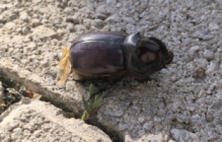 Gümüşhane'de Gergedan Böceği görüntülendi