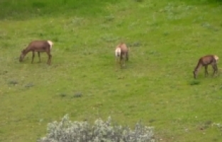 Gümüşhane’de kızıl geyikler doğal ortamlarında görüntülendi
