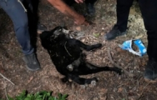 Gümüşhane'de barınak olayının ardından ormanlık alanda ölü köpekler bulundu