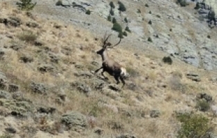 Gümüşhane'de Yaban Hayatı Sevindiren Gelişme: Kızıl Geyikler 40 Kilometre Ötede Görüntülendi!
