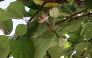 Gümüşhane'de mevsimi şaşıran elma ağacı çiçek açtı