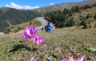 Gümüşhane’de yaylacıların doğal uyarıcısı ‘Vargit’ler yüzünü gösterdi