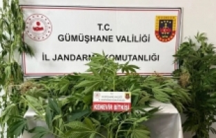 Gümüşhane’de jandarmadan kenevir operasyonu: 61 kök ele geçirildi