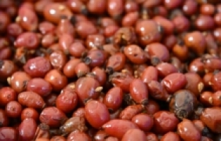 Gümüşhane’nin “Dikenli Gülü” kuşburnu, zahmetli yolculukla sofraya geliyor