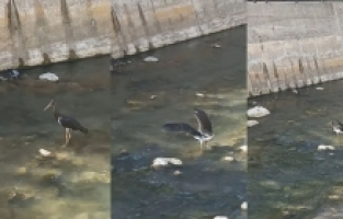 Harşit Çayı’nda Kara Leylek görüntülendi