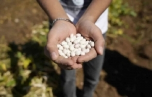 Kelkit’in Coğrafi İşaretli Şeker Fasulyesinin Hasadı Başladı