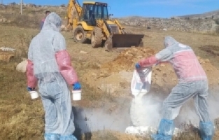 Kürtün’de 6 köye hayvan giriş çıkışı yasaklandı