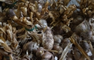 "Silve Sarımsağı"nda tescil için ilk adım atıldı