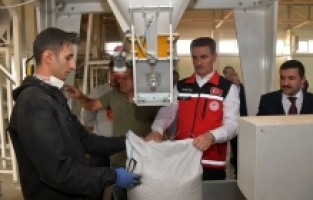 Vali Baruş, Kelkit’te traktörle fasulye hasadı yaptı