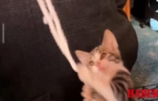 Camiye Giren Davetsiz Misafir Cemaati Mest Etti! O Anlar Saniye Saniye Kaydedildi