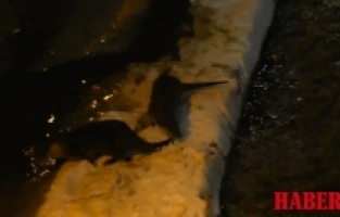 Harşit Çayı’nda karların üzerinde oyun oynarken yakalandılar