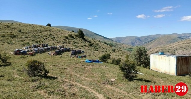 Köse'de Kovanları Çalınan Vatandaş Arılarına Kavuştu