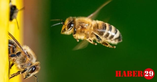 ALAGON’dan Gümüşhane’ye Kapsamlı Proje