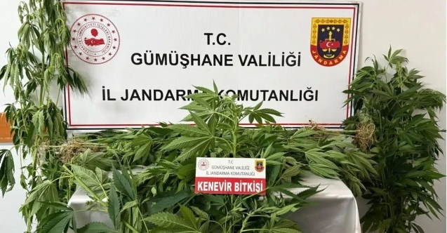 Gümüşhane’de jandarmadan kenevir operasyonu: 61 kök ele geçirildi