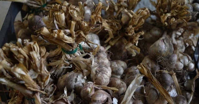 "Silve Sarımsağı"nda tescil için ilk adım atıldı