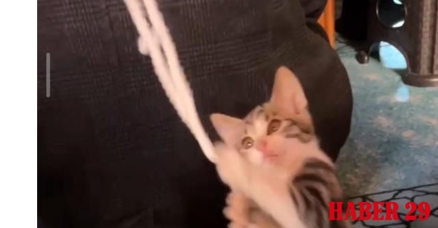 Camiye Giren Davetsiz Misafir Cemaati Mest Etti! O Anlar Saniye Saniye Kaydedildi