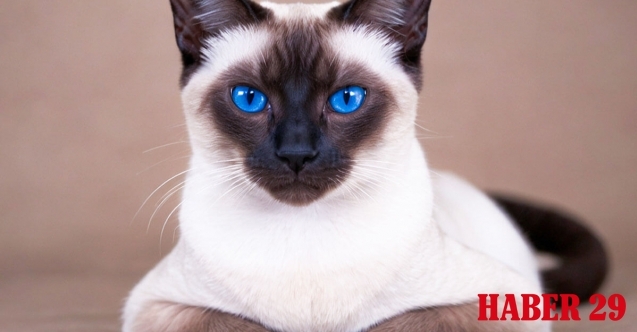 Siyam Kedisi Fiyatları, Bakımı ve Özellikleri